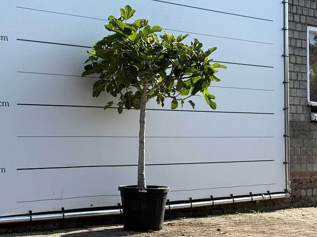 Vijgenboom laagstam xl - ficus carica - hoogte ca. 170 cm - afbeelding 3 van  3