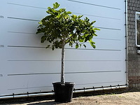 Vijgenboom laagstam xl - ficus carica - hoogte ca. 170 cm - afbeelding 3 van  3