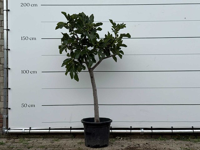 Vijgenboom laagstam xl - ficus carica - hoogte ca. 180 cm - afbeelding 1 van  1