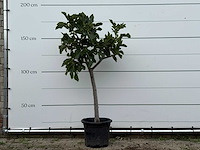 Vijgenboom laagstam xl - ficus carica - hoogte ca. 180 cm - afbeelding 1 van  1