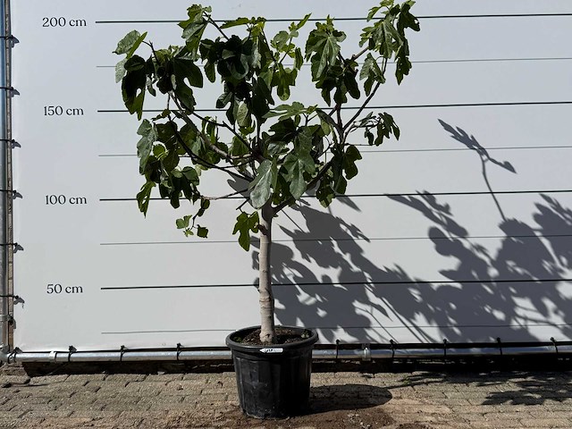 Vijgenboom laagstam xl - ficus carica - hoogte ca. 200 cm - afbeelding 1 van  6