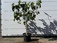 Vijgenboom laagstam xl - ficus carica - hoogte ca. 200 cm - afbeelding 1 van  6
