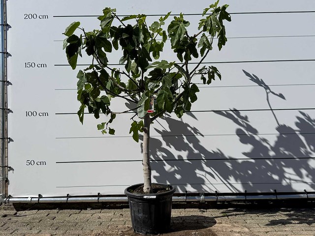 Vijgenboom laagstam xl - ficus carica - hoogte ca. 200 cm - afbeelding 2 van  6