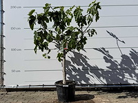 Vijgenboom laagstam xl - ficus carica - hoogte ca. 200 cm - afbeelding 2 van  6