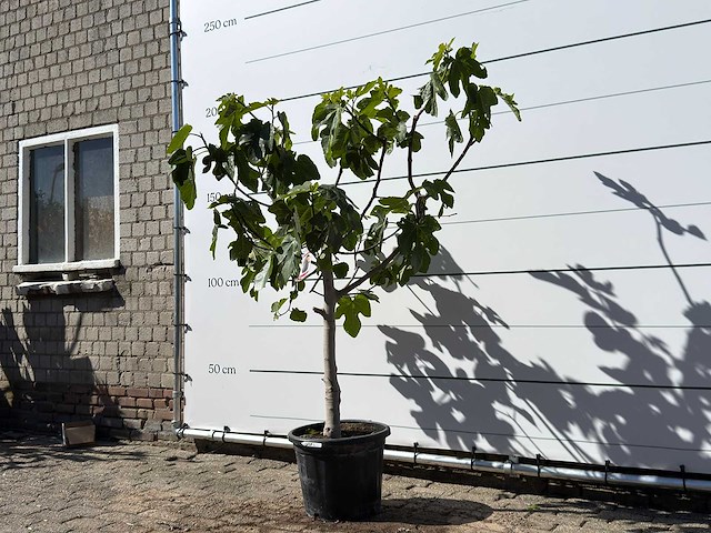 Vijgenboom laagstam xl - ficus carica - hoogte ca. 200 cm - afbeelding 3 van  6