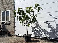 Vijgenboom laagstam xl - ficus carica - hoogte ca. 200 cm - afbeelding 3 van  6