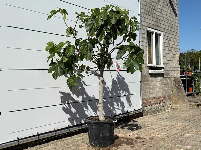 Vijgenboom laagstam xl - ficus carica - hoogte ca. 200 cm - afbeelding 4 van  6