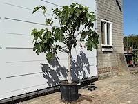 Vijgenboom laagstam xl - ficus carica - hoogte ca. 200 cm - afbeelding 4 van  6