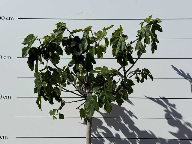 Vijgenboom laagstam xl - ficus carica - hoogte ca. 200 cm - afbeelding 5 van  6