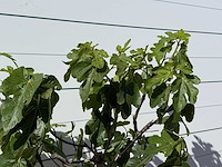 Vijgenboom laagstam xl - ficus carica - hoogte ca. 200 cm - afbeelding 6 van  6