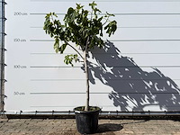Vijgenboom laagstam xl - ficus carica - hoogte ca. 200 cm - afbeelding 1 van  4
