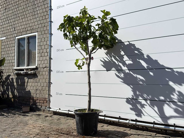 Vijgenboom laagstam xl - ficus carica - hoogte ca. 200 cm - afbeelding 2 van  4