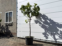 Vijgenboom laagstam xl - ficus carica - hoogte ca. 200 cm - afbeelding 2 van  4