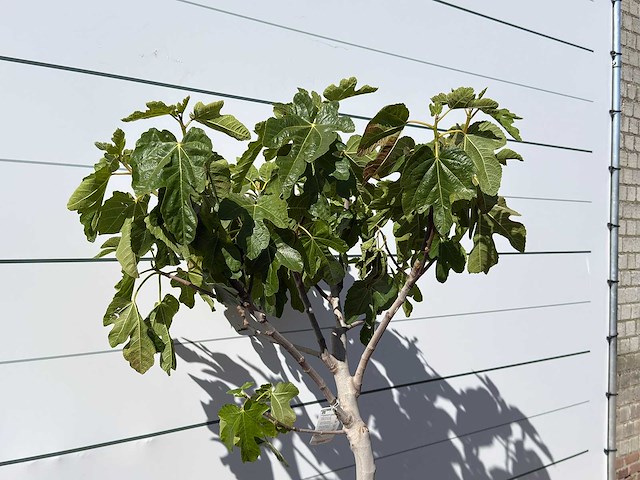 Vijgenboom laagstam xl - ficus carica - hoogte ca. 200 cm - afbeelding 4 van  4