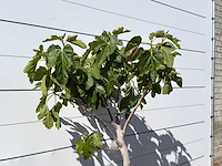 Vijgenboom laagstam xl - ficus carica - hoogte ca. 200 cm - afbeelding 4 van  4