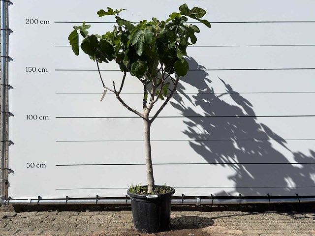 Vijgenboom laagstam xl - ficus carica - hoogte ca. 200 cm - afbeelding 1 van  4