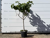 Vijgenboom laagstam xl - ficus carica - hoogte ca. 200 cm - afbeelding 1 van  4