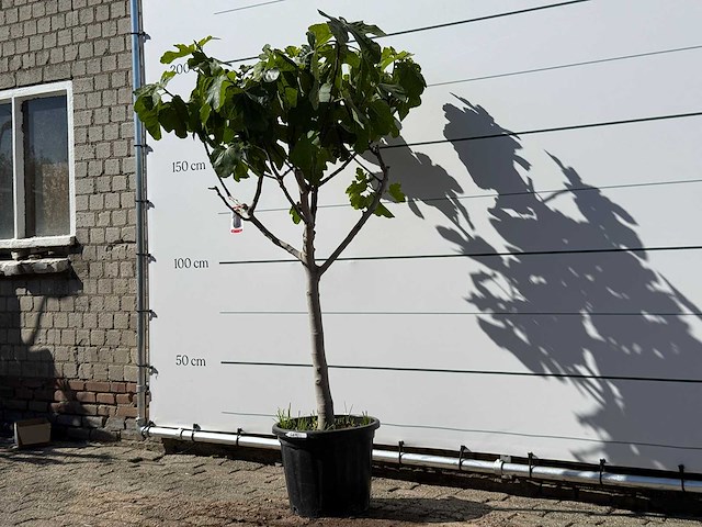 Vijgenboom laagstam xl - ficus carica - hoogte ca. 200 cm - afbeelding 2 van  4