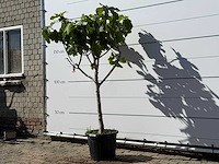 Vijgenboom laagstam xl - ficus carica - hoogte ca. 200 cm - afbeelding 2 van  4