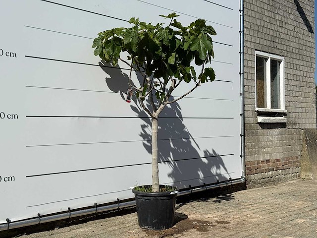 Vijgenboom laagstam xl - ficus carica - hoogte ca. 200 cm - afbeelding 3 van  4