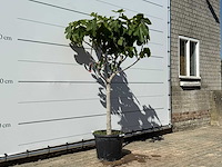 Vijgenboom laagstam xl - ficus carica - hoogte ca. 200 cm - afbeelding 3 van  4