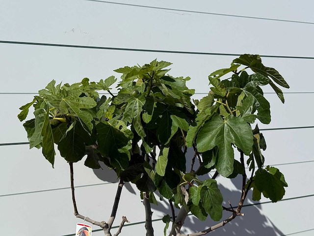 Vijgenboom laagstam xl - ficus carica - hoogte ca. 200 cm - afbeelding 4 van  4