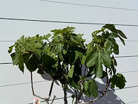 Vijgenboom laagstam xl - ficus carica - hoogte ca. 200 cm - afbeelding 4 van  4
