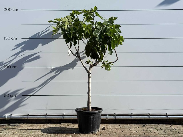 Vijgenboom laagstam xl - ficus carica - hoogte ca. 200 cm - afbeelding 1 van  8