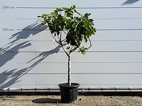 Vijgenboom laagstam xl - ficus carica - hoogte ca. 200 cm - afbeelding 1 van  8