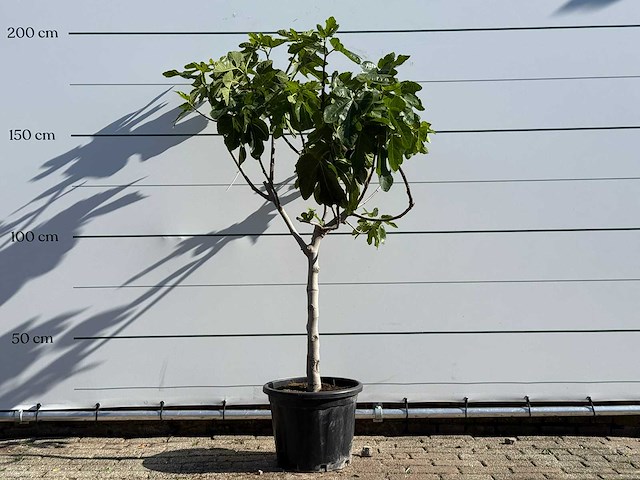 Vijgenboom laagstam xl - ficus carica - hoogte ca. 200 cm - afbeelding 2 van  8