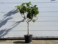 Vijgenboom laagstam xl - ficus carica - hoogte ca. 200 cm - afbeelding 2 van  8
