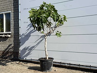 Vijgenboom laagstam xl - ficus carica - hoogte ca. 200 cm - afbeelding 3 van  8