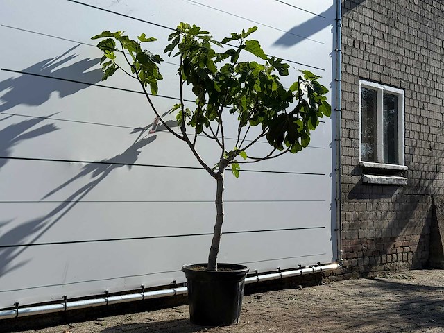 Vijgenboom laagstam xl - ficus carica - hoogte ca. 200 cm - afbeelding 4 van  8