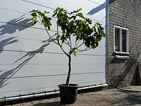 Vijgenboom laagstam xl - ficus carica - hoogte ca. 200 cm - afbeelding 4 van  8