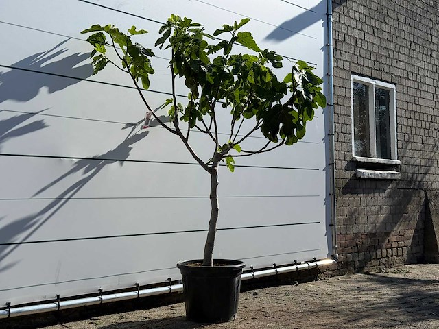 Vijgenboom laagstam xl - ficus carica - hoogte ca. 200 cm - afbeelding 5 van  8