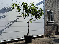 Vijgenboom laagstam xl - ficus carica - hoogte ca. 200 cm - afbeelding 5 van  8