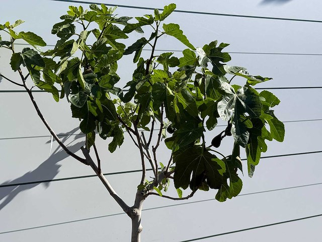 Vijgenboom laagstam xl - ficus carica - hoogte ca. 200 cm - afbeelding 6 van  8