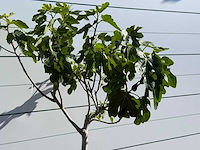 Vijgenboom laagstam xl - ficus carica - hoogte ca. 200 cm - afbeelding 6 van  8