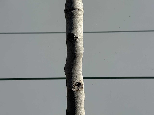 Vijgenboom laagstam xl - ficus carica - hoogte ca. 200 cm - afbeelding 7 van  8