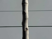 Vijgenboom laagstam xl - ficus carica - hoogte ca. 200 cm - afbeelding 7 van  8