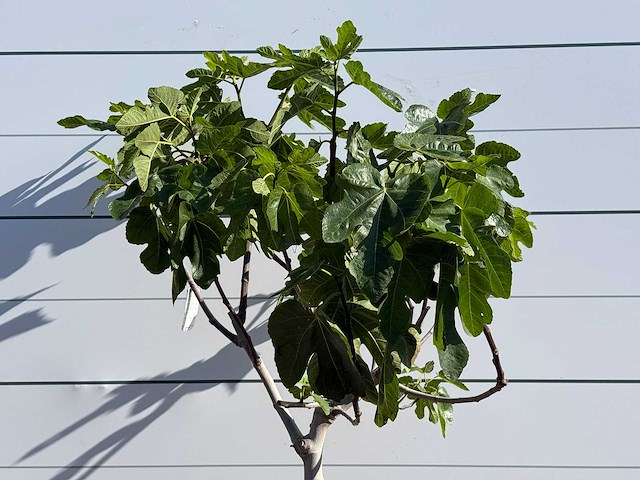 Vijgenboom laagstam xl - ficus carica - hoogte ca. 200 cm - afbeelding 8 van  8