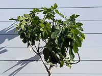 Vijgenboom laagstam xl - ficus carica - hoogte ca. 200 cm - afbeelding 8 van  8