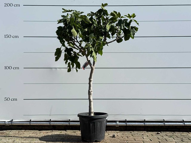 Vijgenboom laagstam xl - ficus carica - hoogte ca. 200 cm - afbeelding 1 van  7
