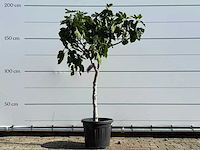 Vijgenboom laagstam xl - ficus carica - hoogte ca. 200 cm - afbeelding 1 van  7