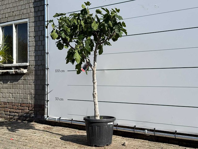 Vijgenboom laagstam xl - ficus carica - hoogte ca. 200 cm - afbeelding 2 van  7