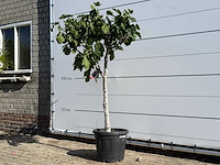 Vijgenboom laagstam xl - ficus carica - hoogte ca. 200 cm - afbeelding 2 van  7