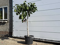 Vijgenboom laagstam xl - ficus carica - hoogte ca. 200 cm - afbeelding 3 van  7