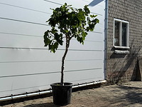 Vijgenboom laagstam xl - ficus carica - hoogte ca. 200 cm - afbeelding 4 van  7
