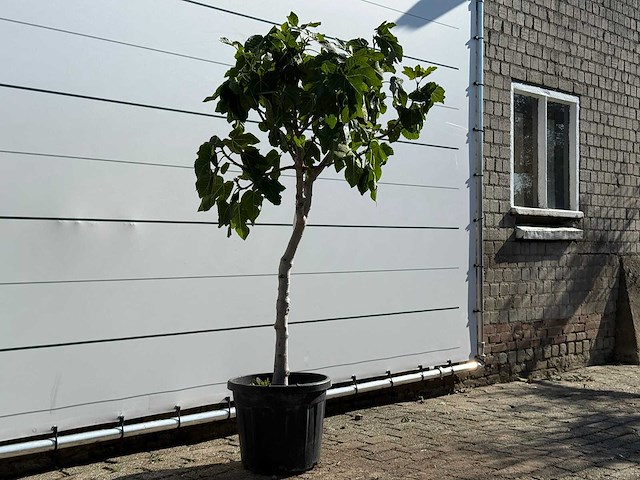 Vijgenboom laagstam xl - ficus carica - hoogte ca. 200 cm - afbeelding 5 van  7