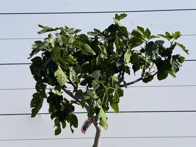 Vijgenboom laagstam xl - ficus carica - hoogte ca. 200 cm - afbeelding 6 van  7